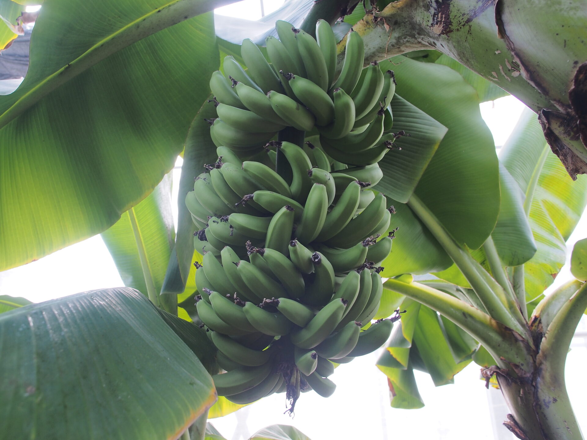 2/21・22 バナナ「綺麗」週末の販売お休み