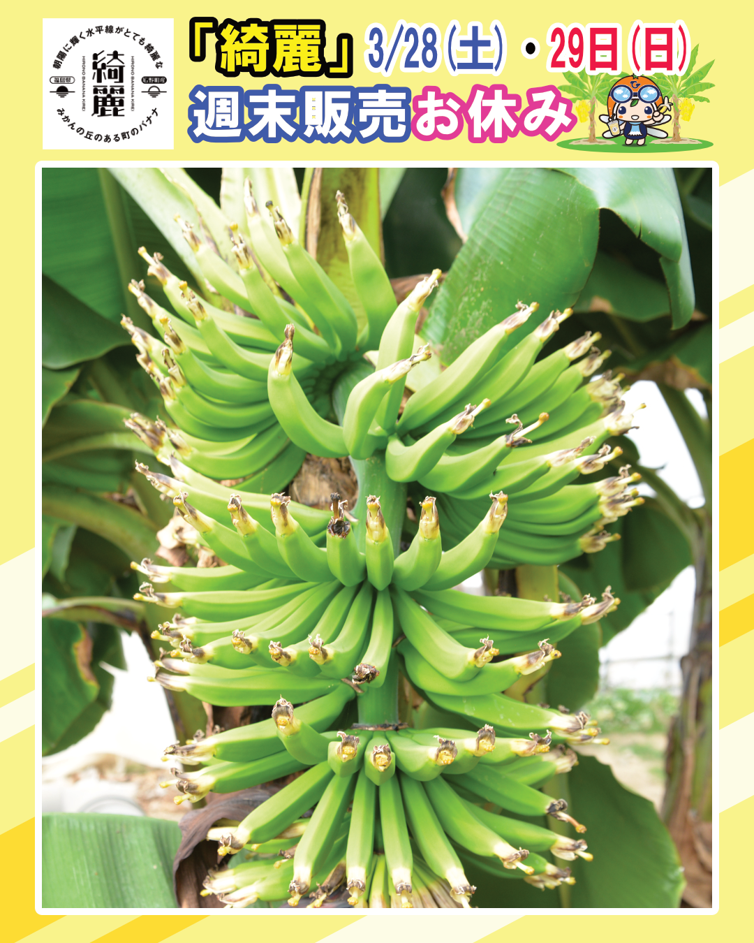 3/28・29 バナナ「綺麗」週末の販売お休み